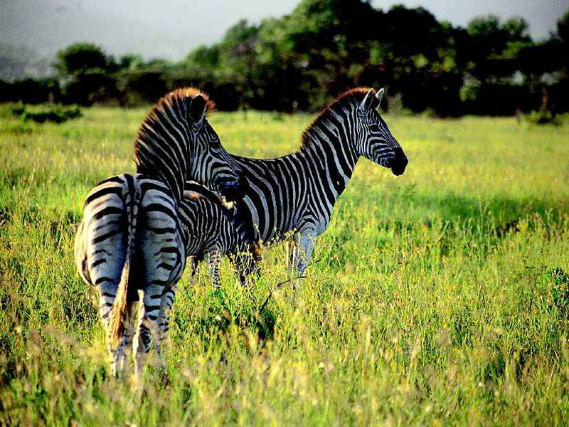 Naturerlebnis Safari mit Lodge Unterkunft durch Südafrika
